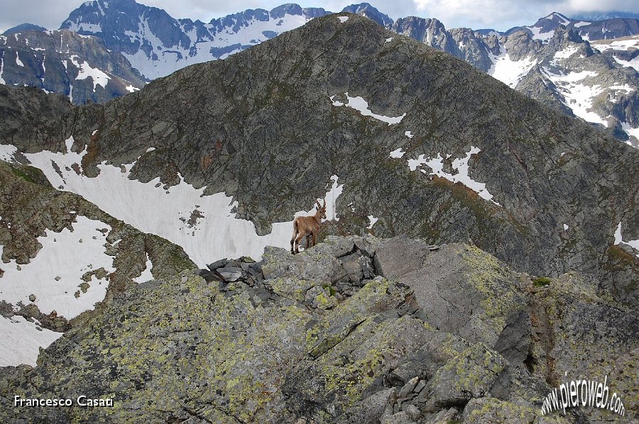 24 Stambecco sulla cima dello Zerna.jpg